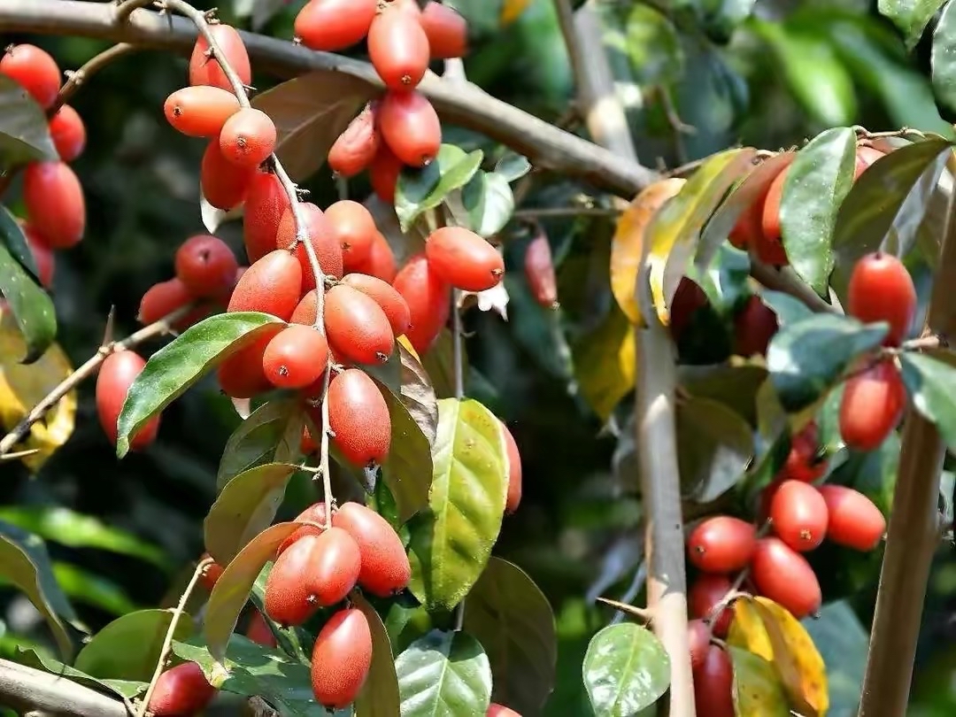 山里的一种野果"羊奶子",是80后农村孩子的零食,你认识吗