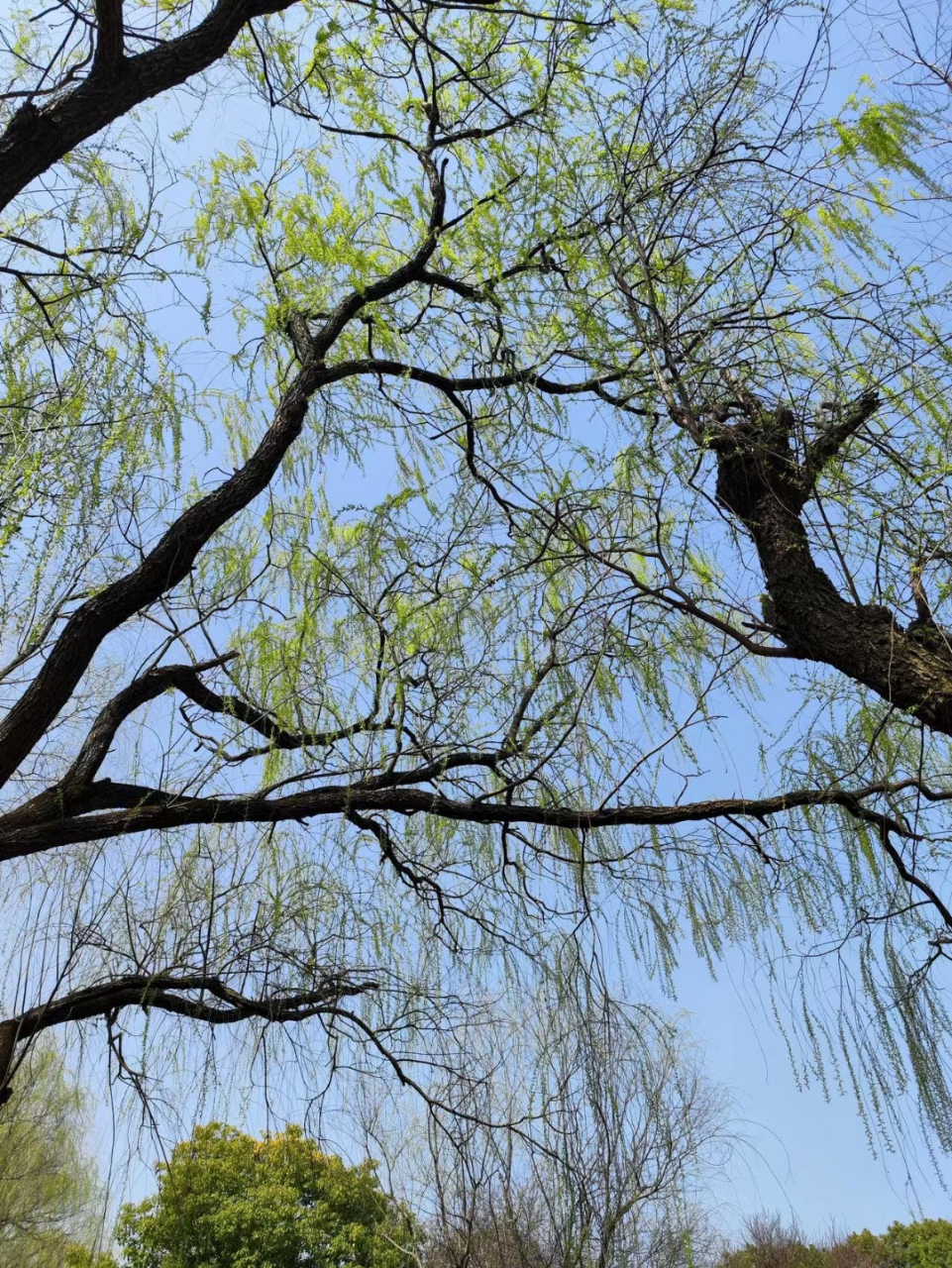 春天暖风吹图片