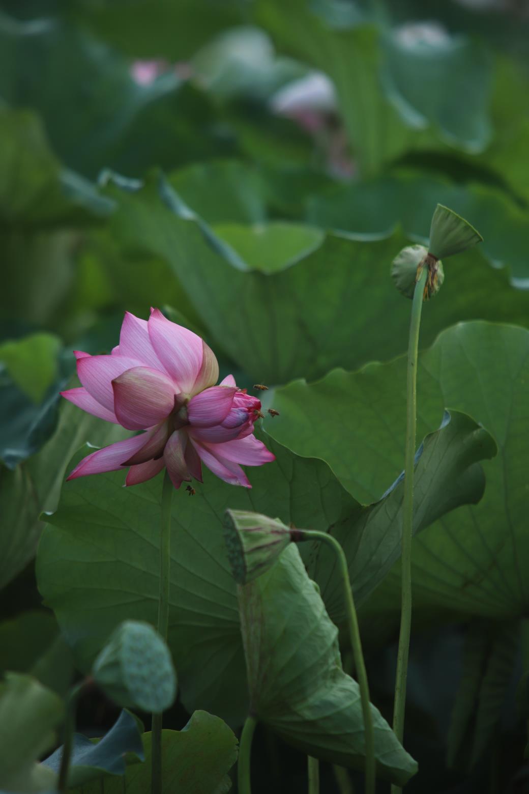 并蒂莲花难常见