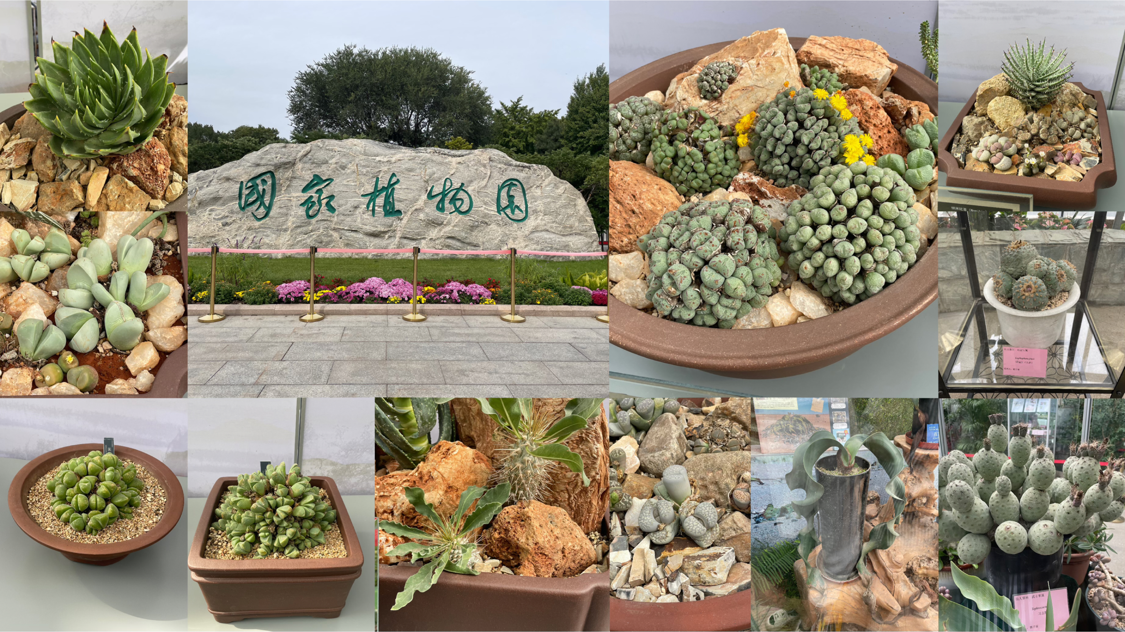 国家植物园游玩记录——仙人球块根等