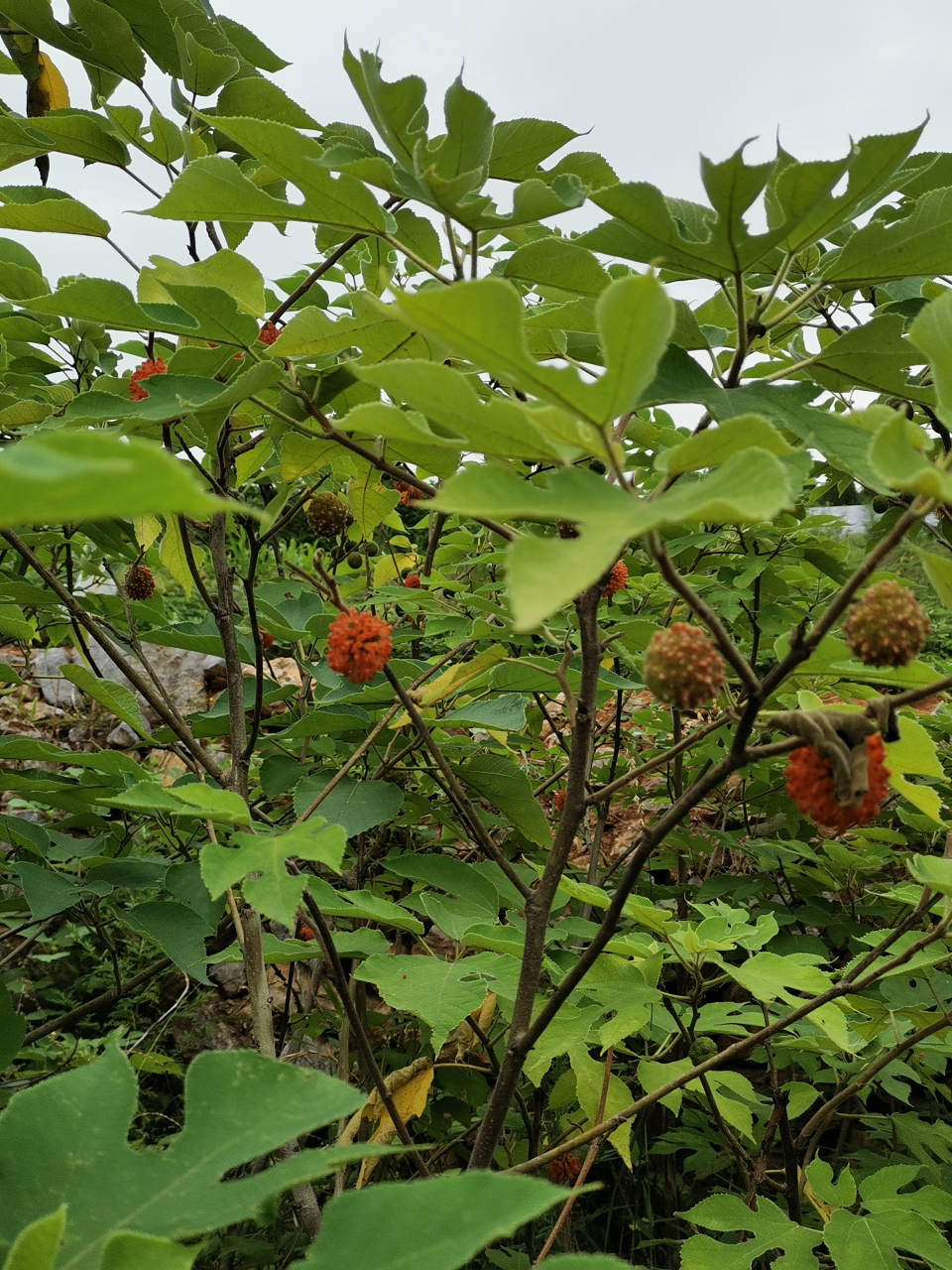 楮桃树果实熟了,鲜果收购五毛