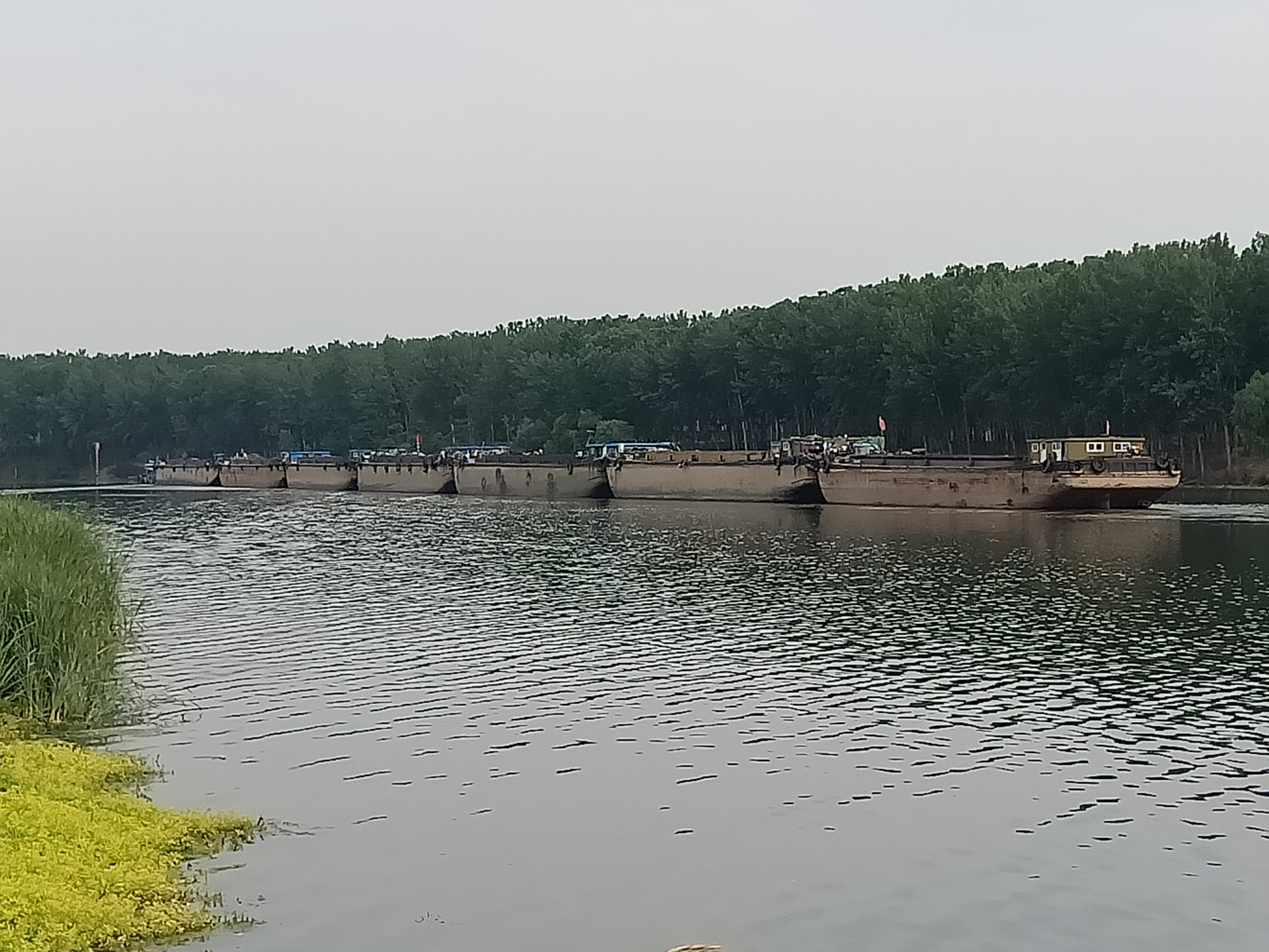 沈丘沙河水域巨无霸,让我大开眼界!