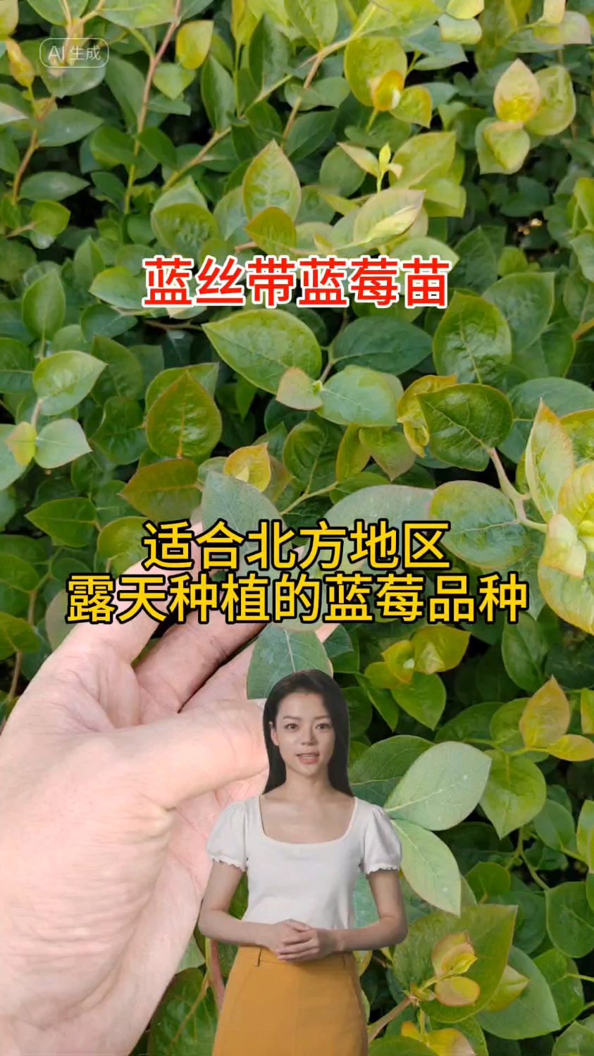 蓝丝带蓝莓苗--适合北方地区露天种植的北高丛蓝莓新品种.-度小视