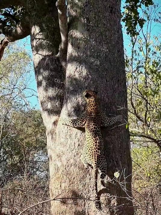豹子惊人的力量和运动能力
