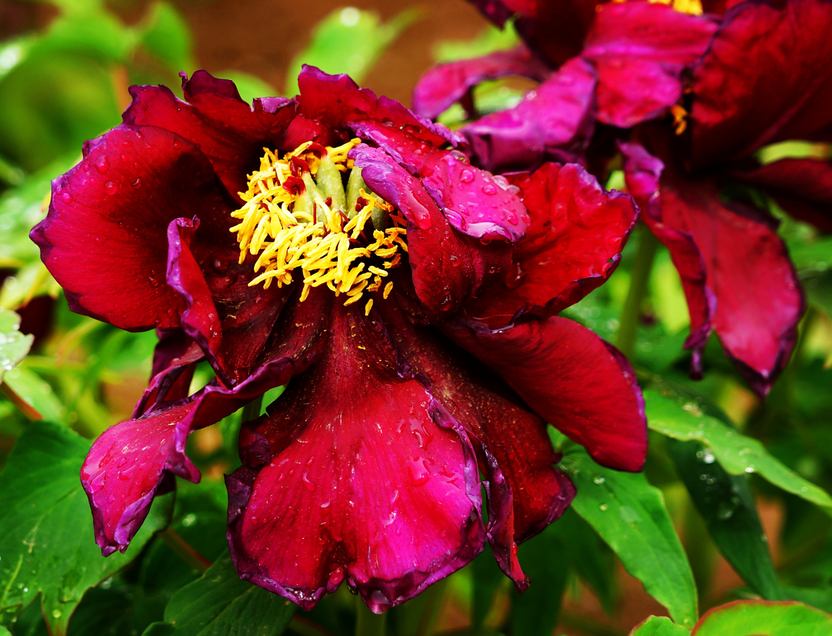 九月动态激励计划# 牡丹——黑花魁  黑花魁是一种牡丹花品种,花形