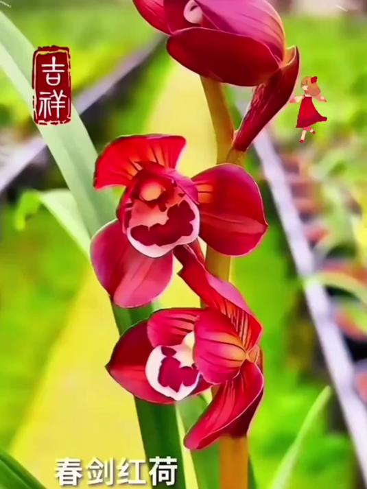 想拥有独特的兰花品种?春剑东方红兰花等你来!
