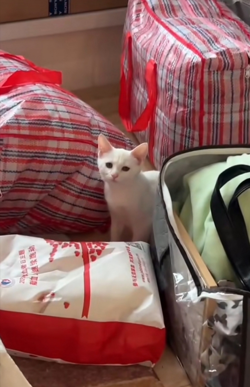 猫猫表情仿佛再说,你搬家会带上我吗