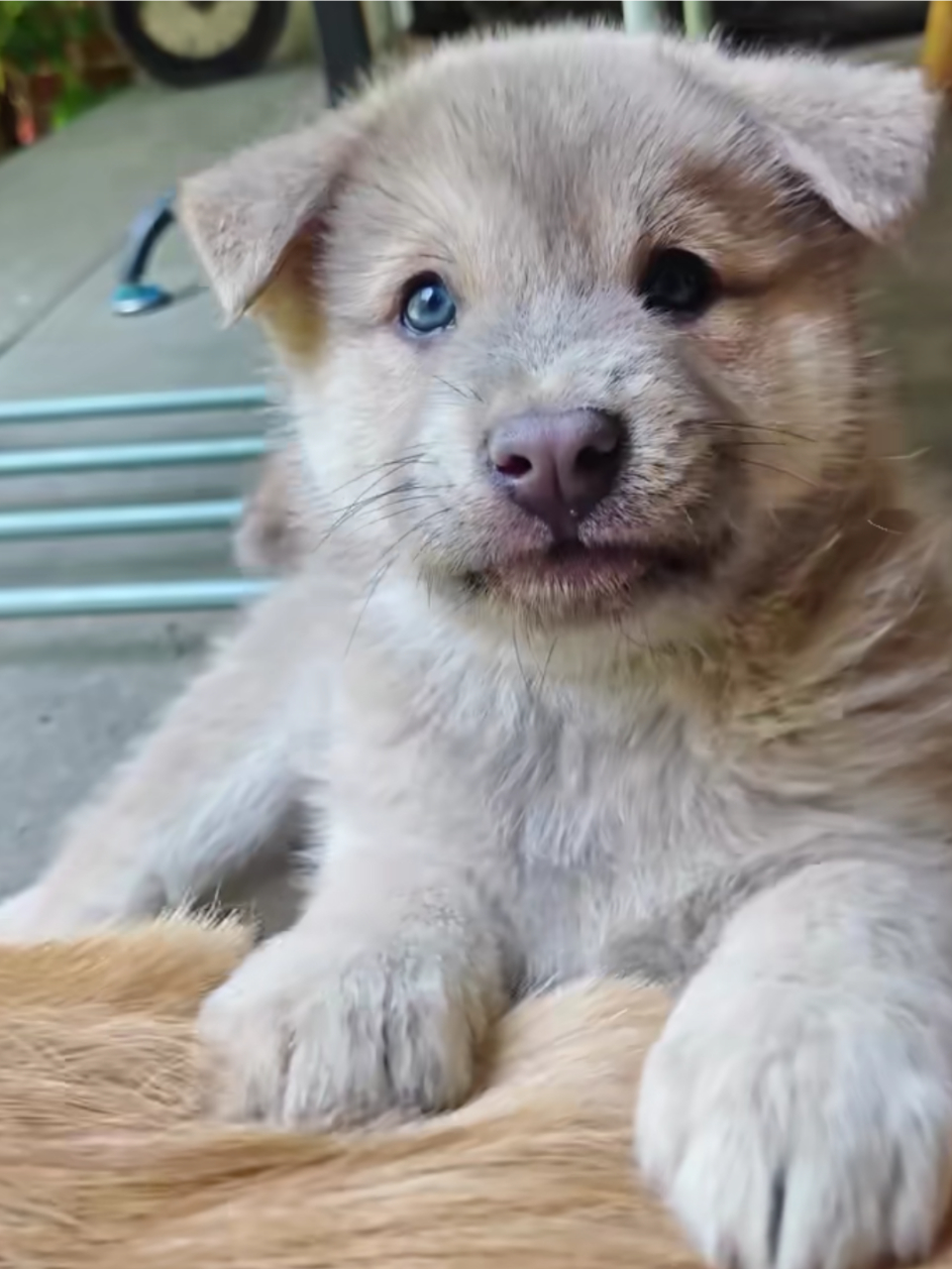 一只蓝色眼睛的小土狗,真的好好看!#中华田园犬