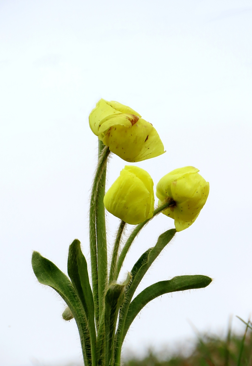 3  全缘叶绿绒蒿  全缘叶绿绒蒿,大约是我去川西之前,唯一能记住的