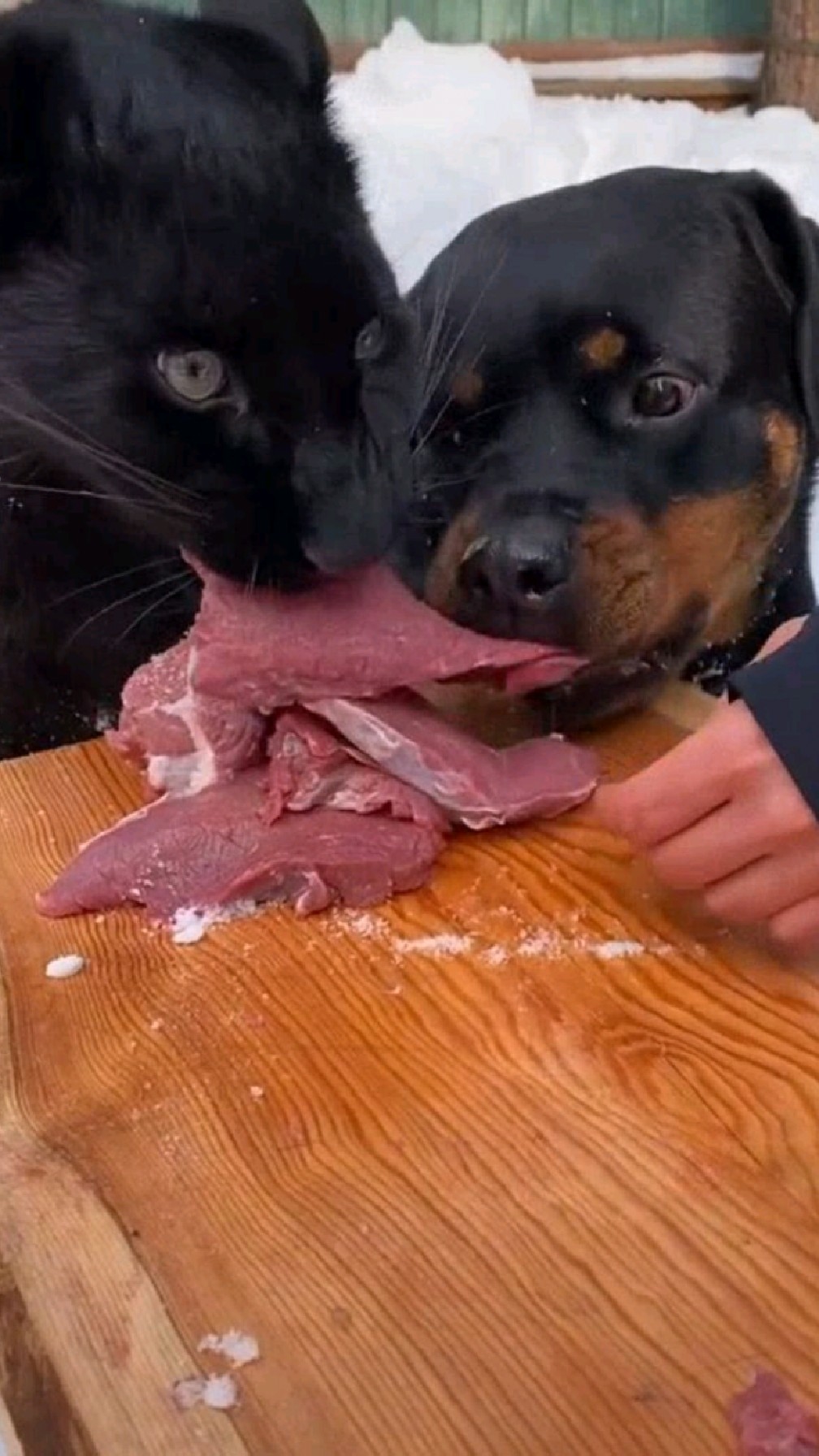 好大胆的狗,敢从黑豹嘴里抢肉吃