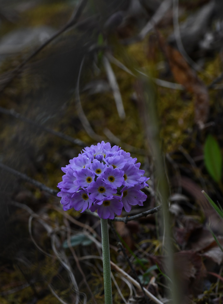 滇北球花报春 primula denticulata subsp.