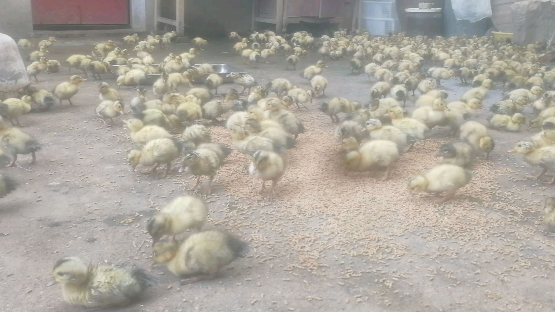 萌鸭成长记～出壳苗第三天撒欢