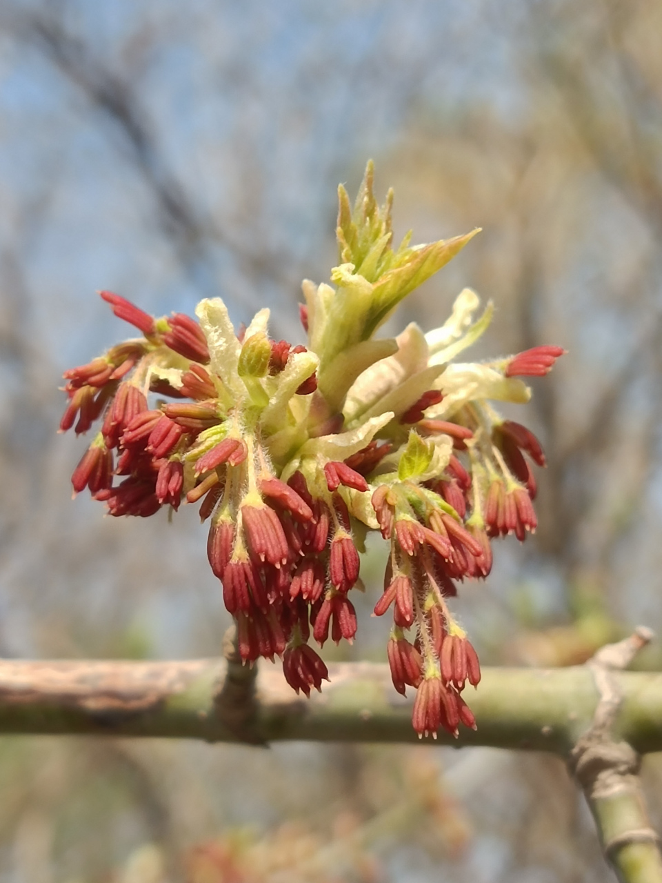 金叶复叶槭耐寒,属于彩叶植物,让你在春天就能感受到秋天的色彩.