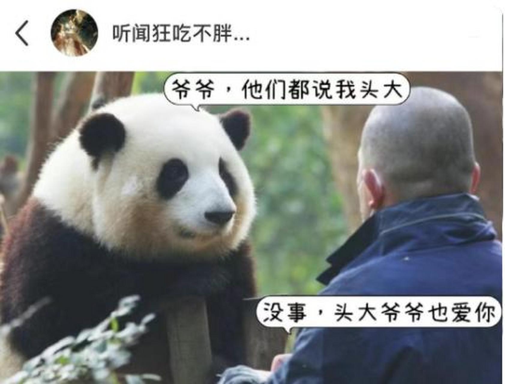 大熊猫太可爱了吧!