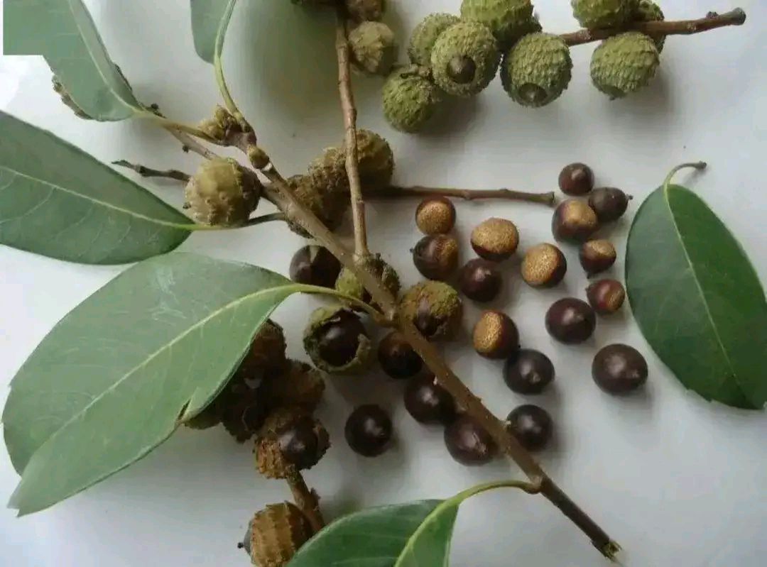 有一种特别的豆腐——叫苦槠豆腐!