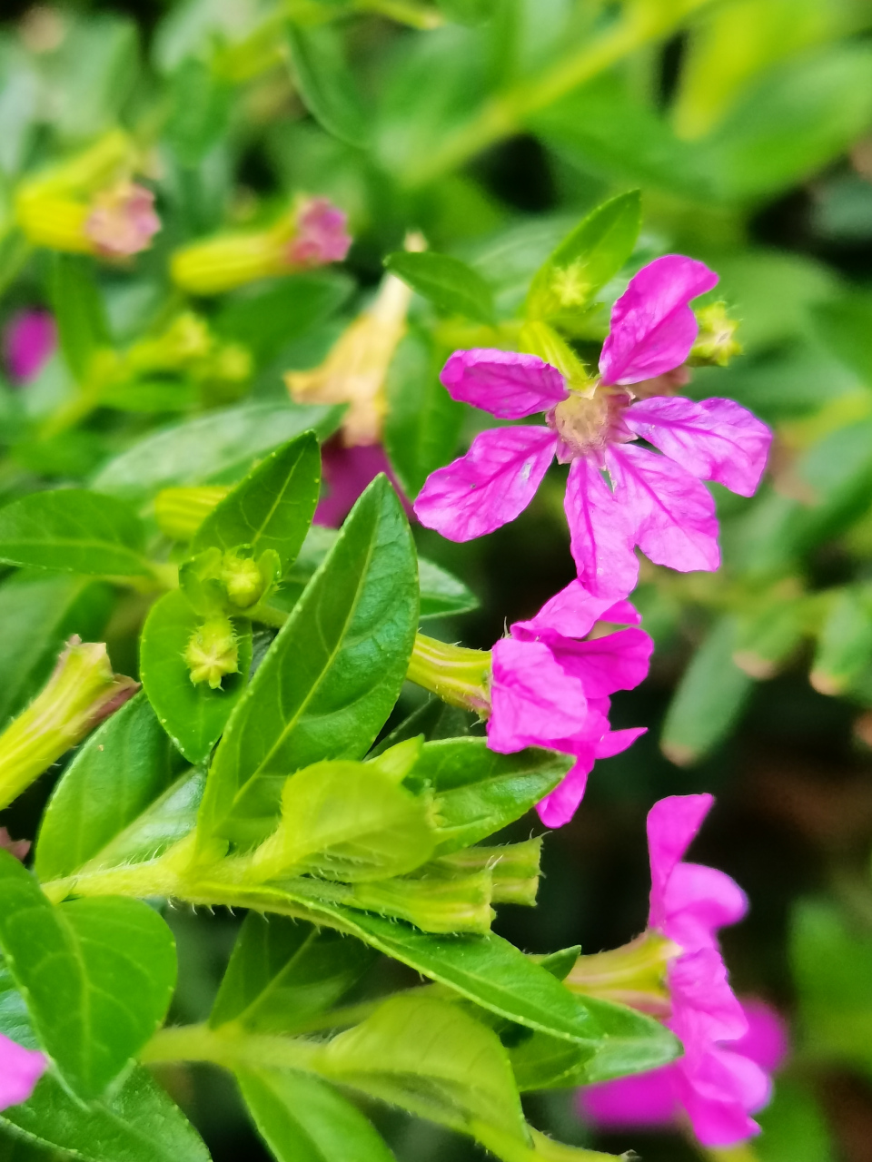 紫花满天星花期图片