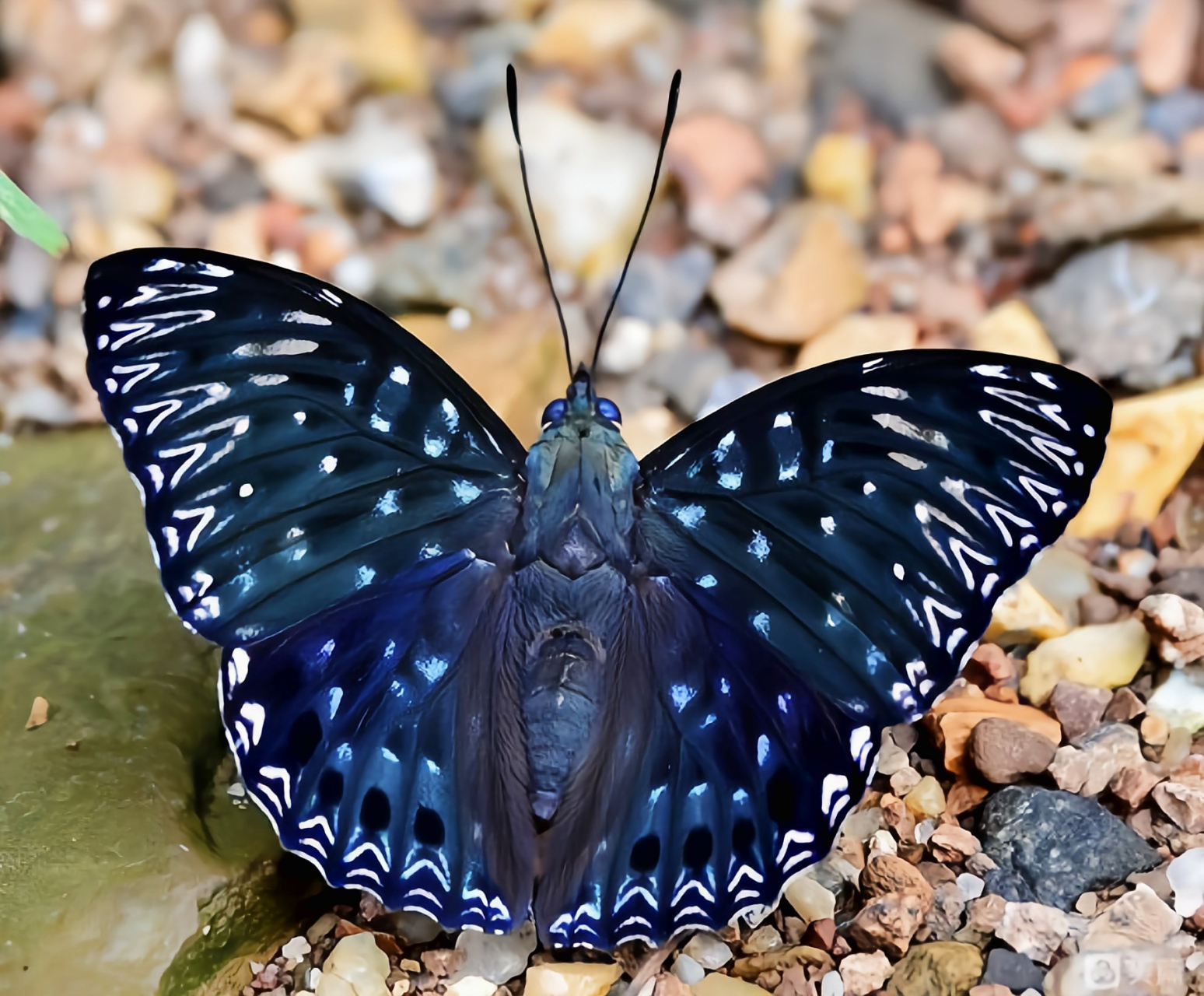 每天认识一种昆虫——电蛱蝶 电蛱蝶别名流星蛱蝶,原产于亚洲东部至