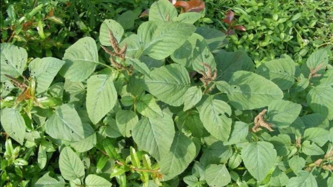 它是外来入侵草“刺苋”,外国人都想铲除它,在我国却成稀罕野菜