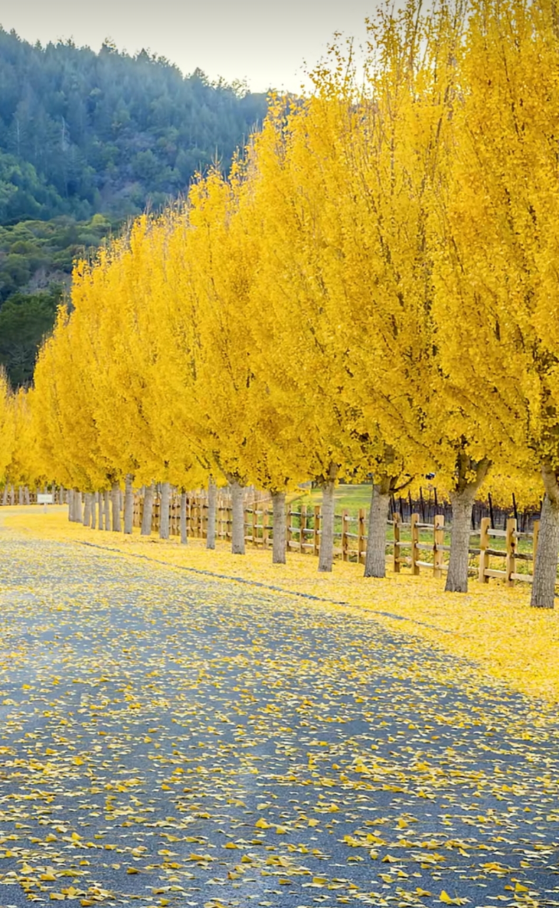 树叶不是一天黄,人心不是一天凉:知世故而不世故,历圆滑而留天真!
