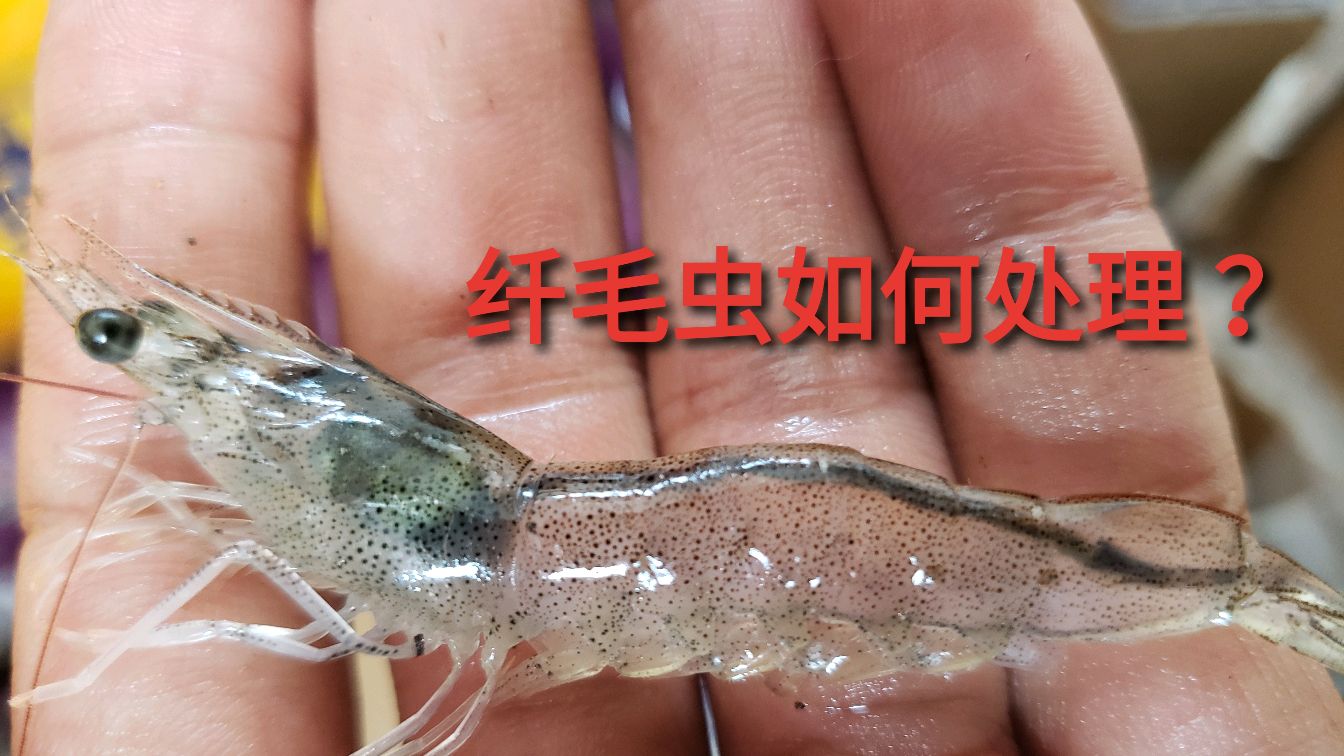 南美白对虾“纤毛虫”应该如何处理?日常中应该如何预防?