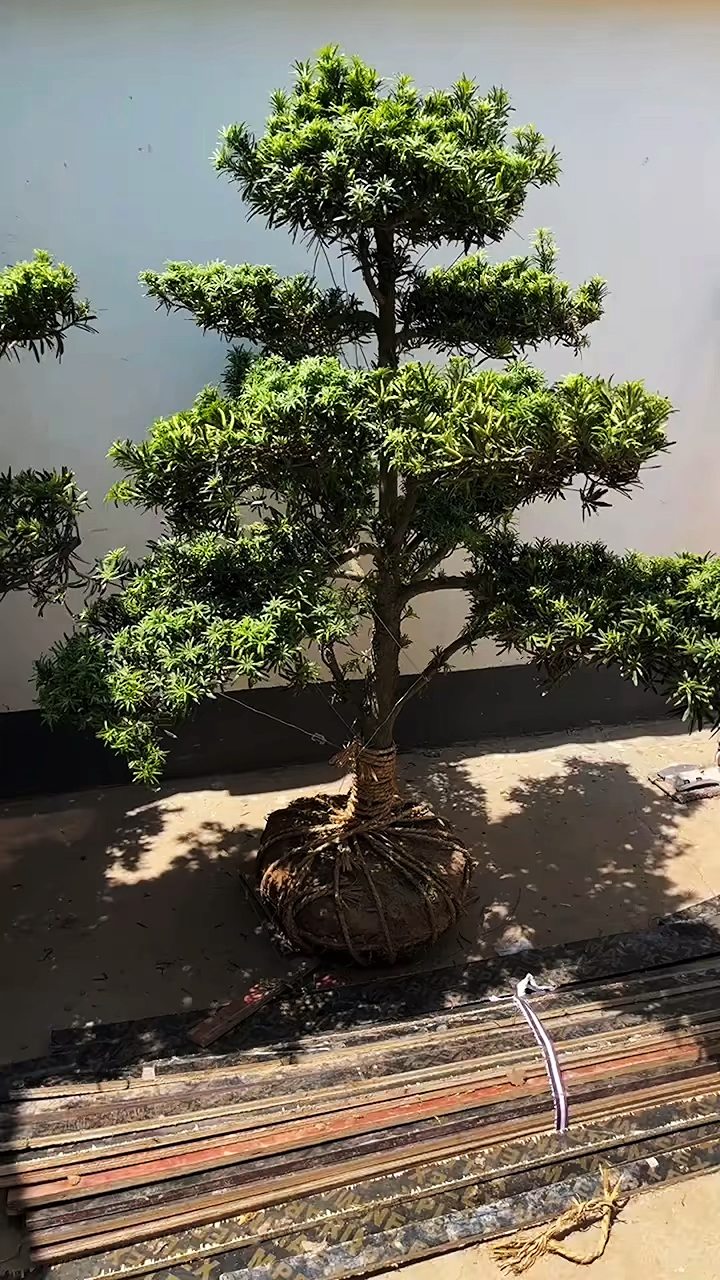 罗汉松地景原生雀舌小叶,种庭院真好看