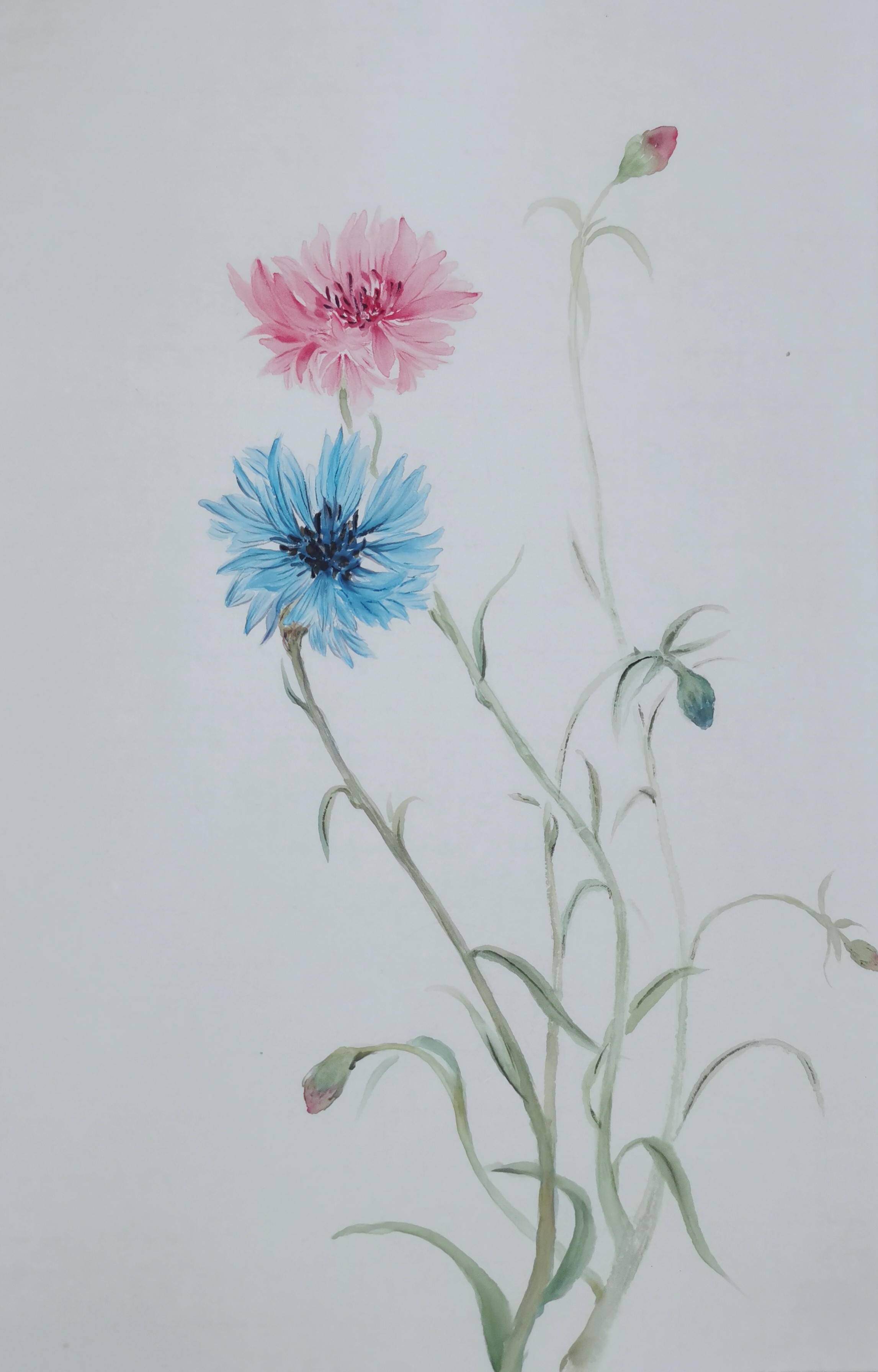 矢车菊国画小品及题诗(七绝/平水韵)