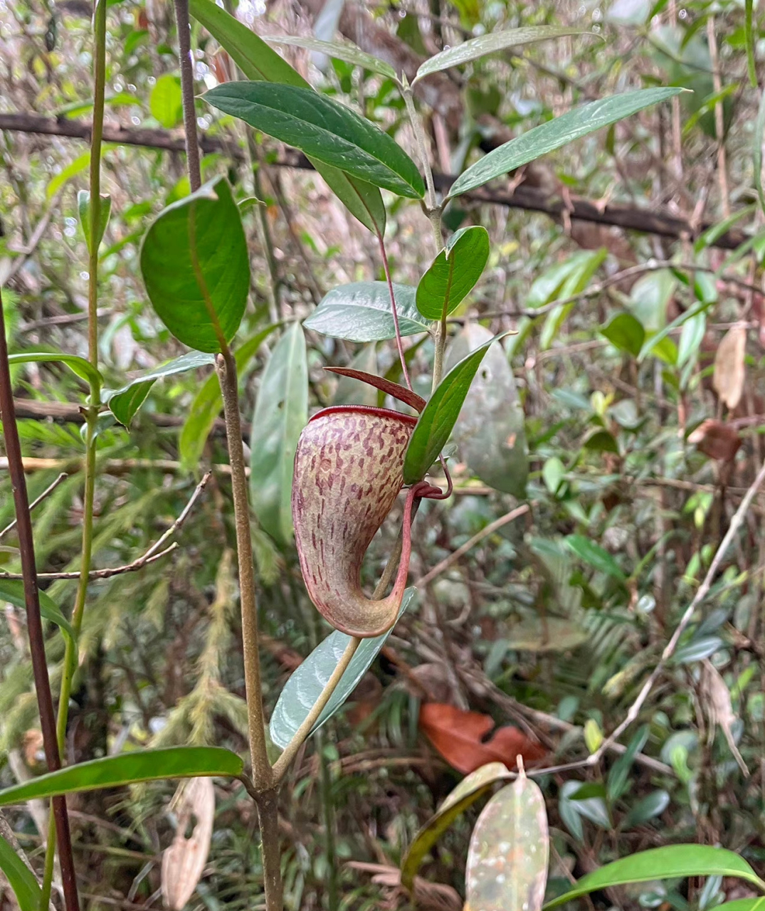 細豬籠草nepenthes tenuis,也是西蘇門答臘的特有種,同時是豬籠草裡面