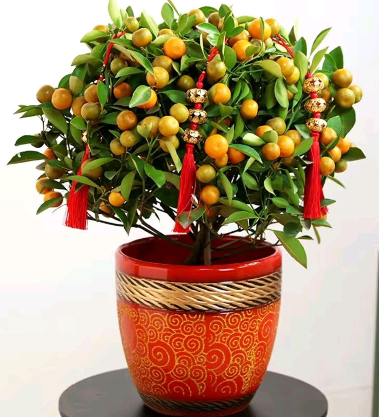 春节到了!推荐5款红红火火年宵花,寓意来年招财进宝,事事如意