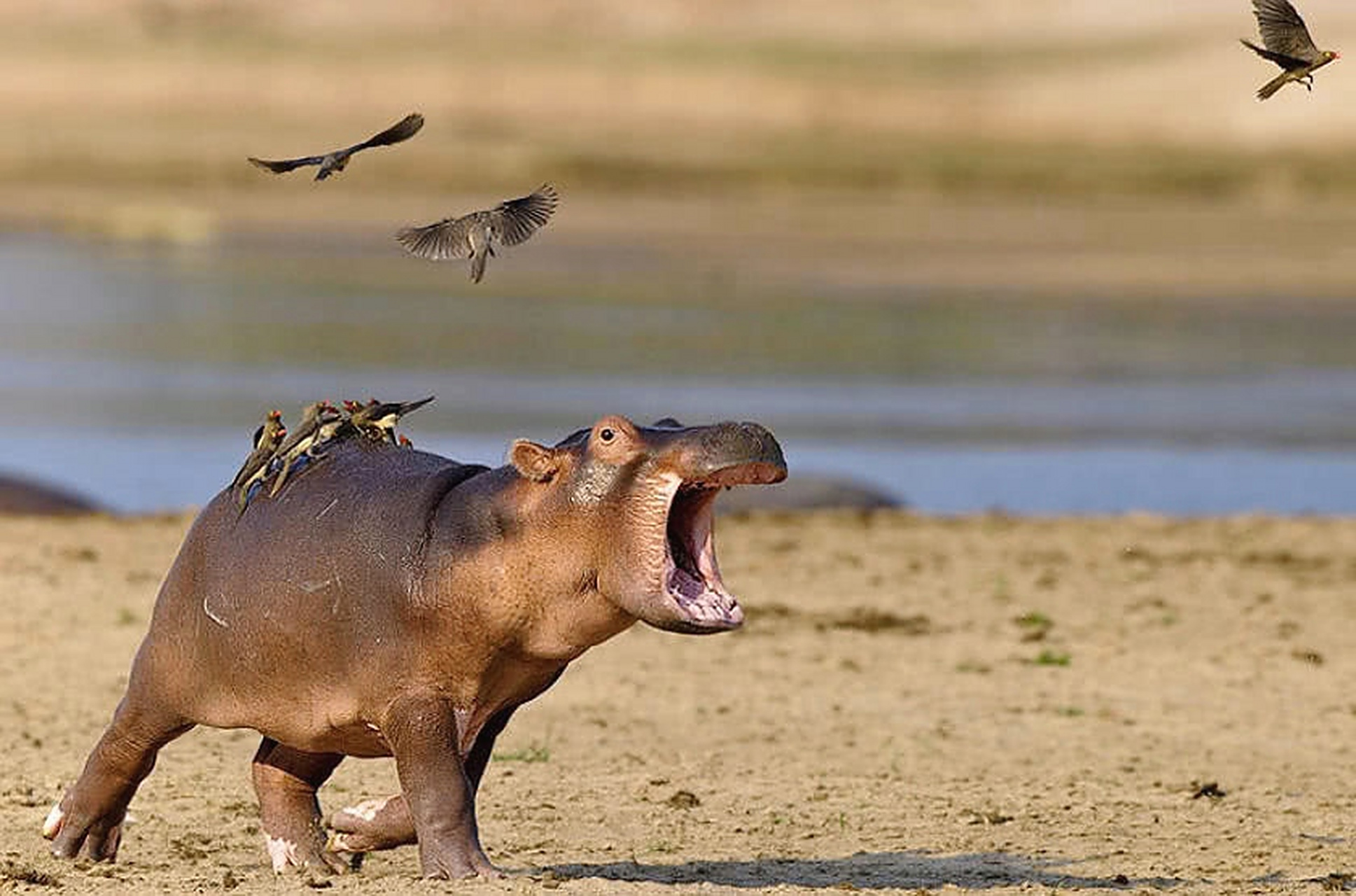 戏精小河马,被小鸟追逐,表情就像是被打了针一样.#趣图搞笑