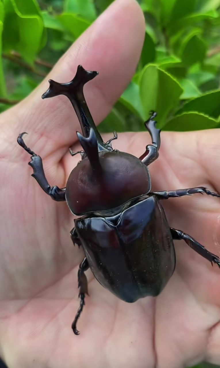 小时候常见的昆虫,你们还记得它叫什么名字吗?