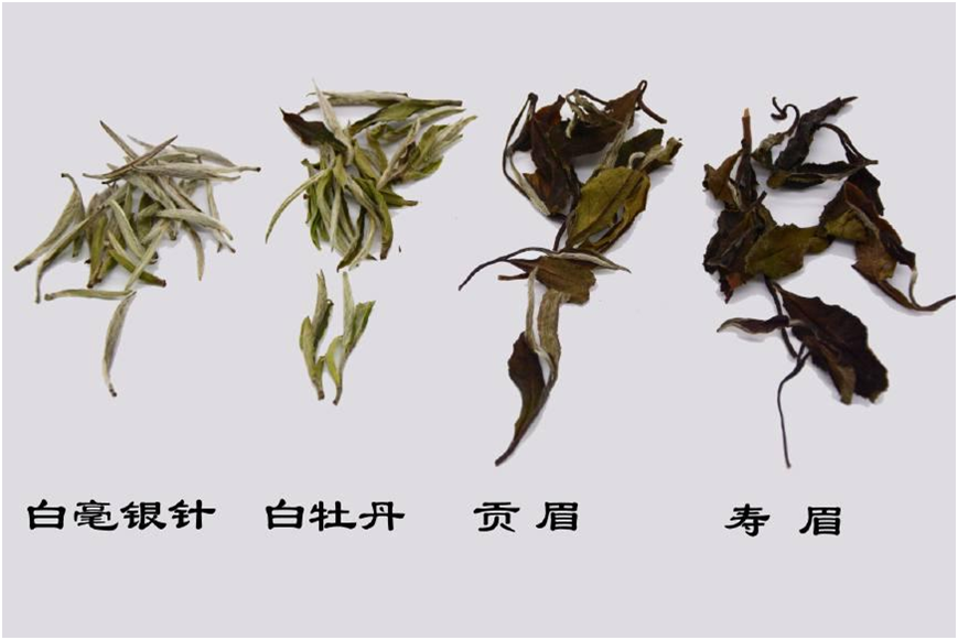 白茶的分类及种类(茶阅世界)