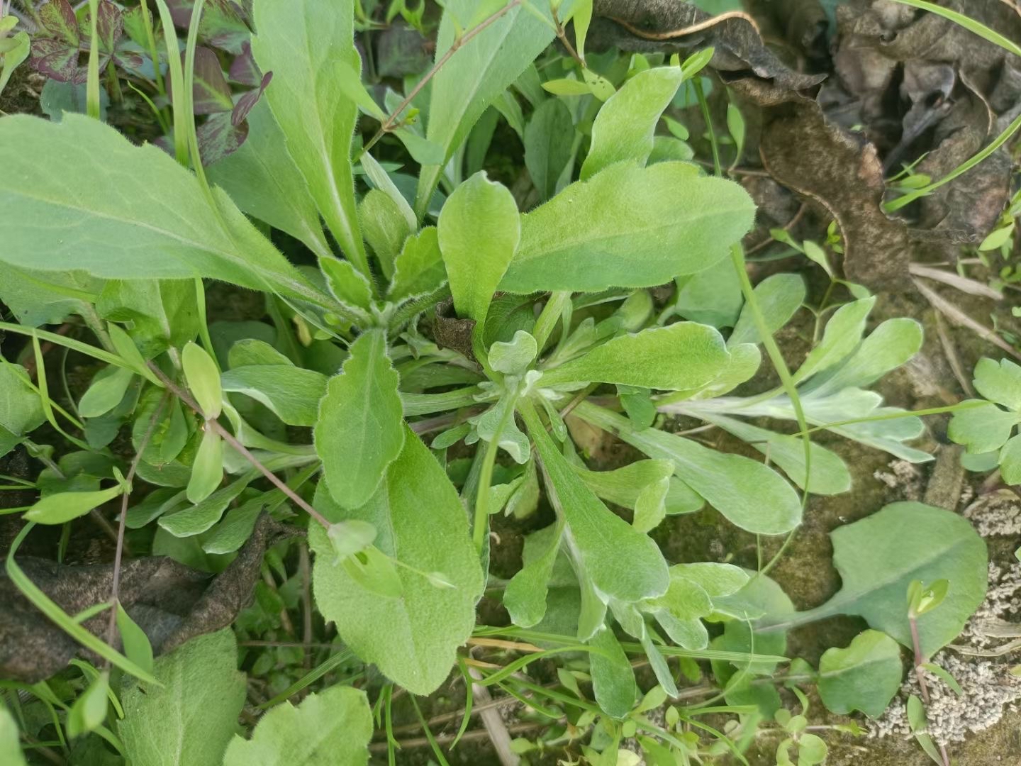 现在田间地头有很多这种野菜了,把它清洗干净再搅碎用来和糯米粉拌在