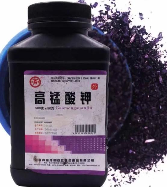高锰酸钾可以治疗月季黑斑病吗?