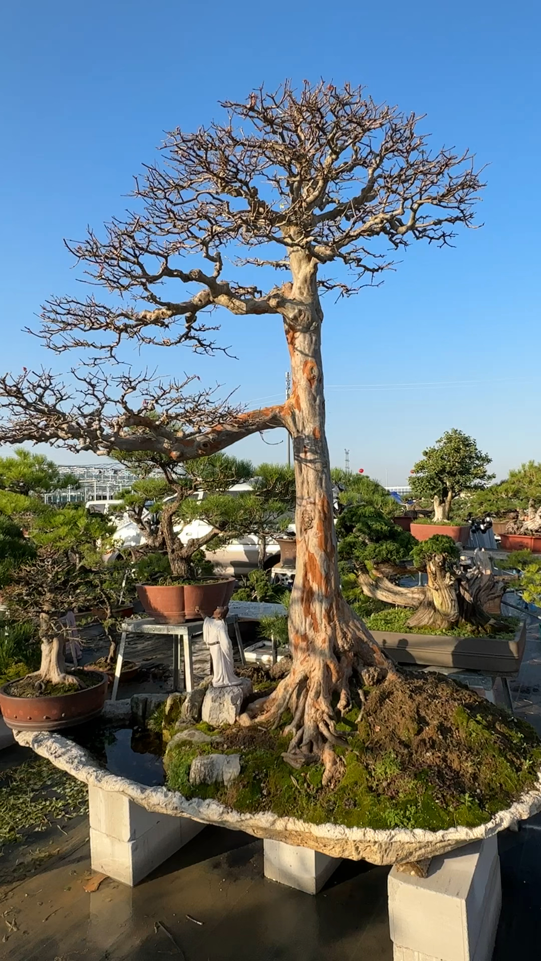 三角枫树桩采挖图片