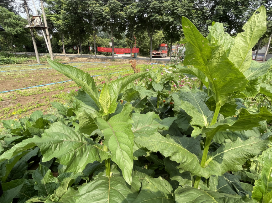 养殖有没有一年四季可以种植的牧草?"大叶蛋白菊"可收割15年