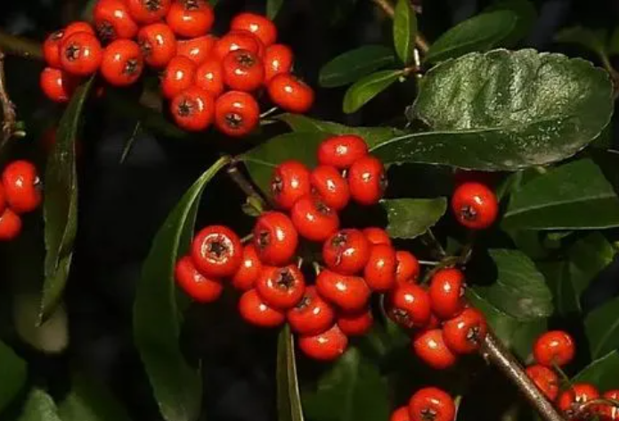 結紅果子的樹是什麼樹