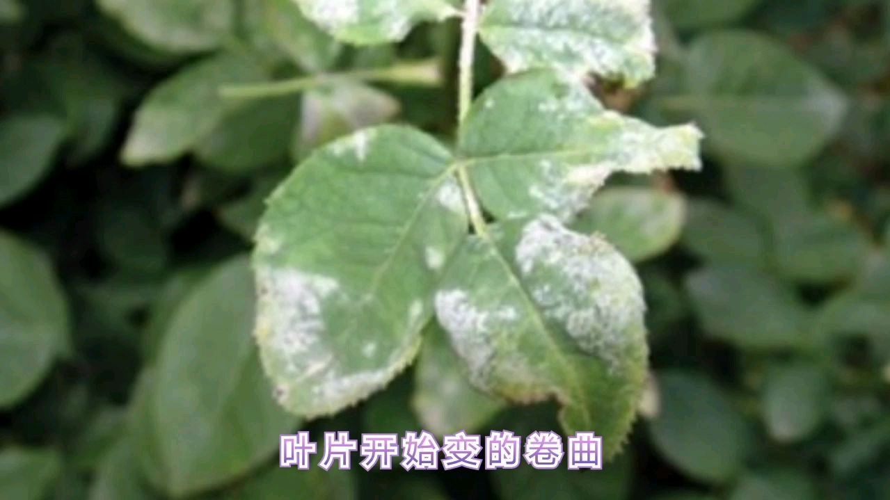 养花常见的，白粉病，炭疽病，叶斑病等，提前了解，不怕病害！