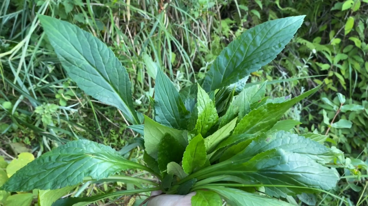 山上野菜到处都是,这种野菜比苦瓜都苦,大家吃过这种野菜吗