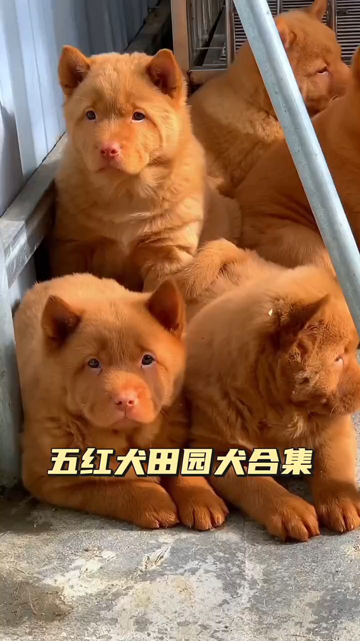 五红田园犬合集