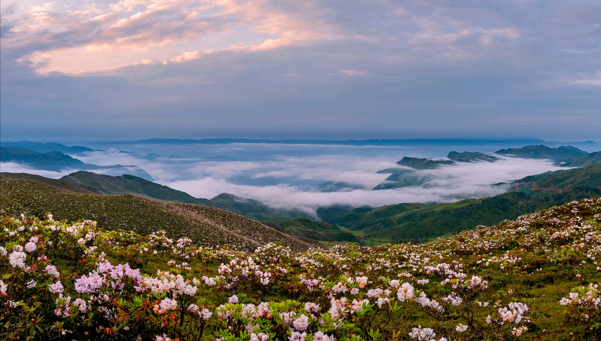近日,四川大凉山十万亩高山索玛花竞相绽放,壮观的花海令人惊叹