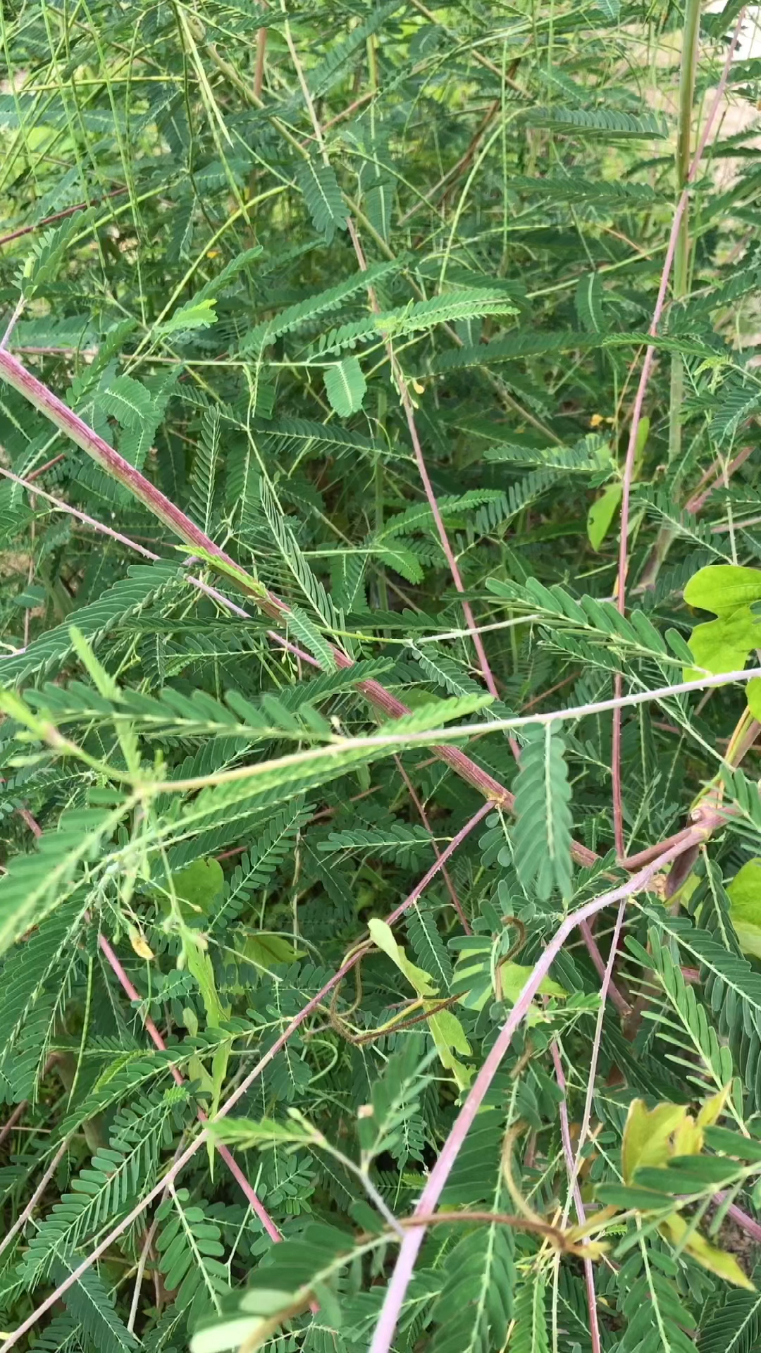 田菁的叶子白天舒展,夜晚闭合,茎,叶可作绿肥及牲畜饲料-度小视