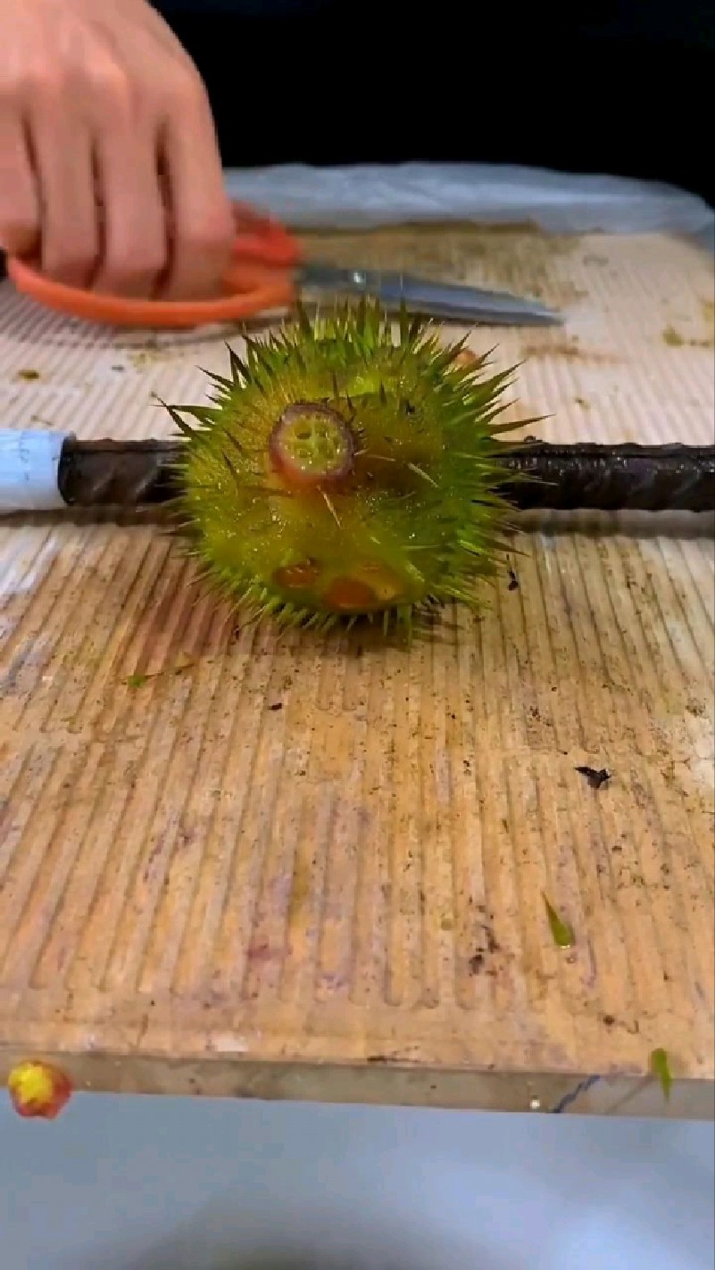 满身刺的刺球果你知道它叫什么嘛