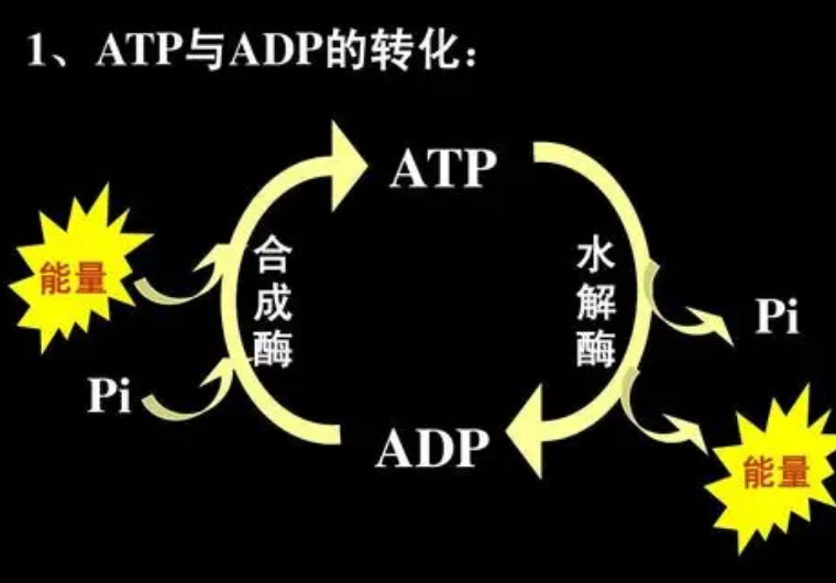atp是什么意思 baijiahao.baidu.com