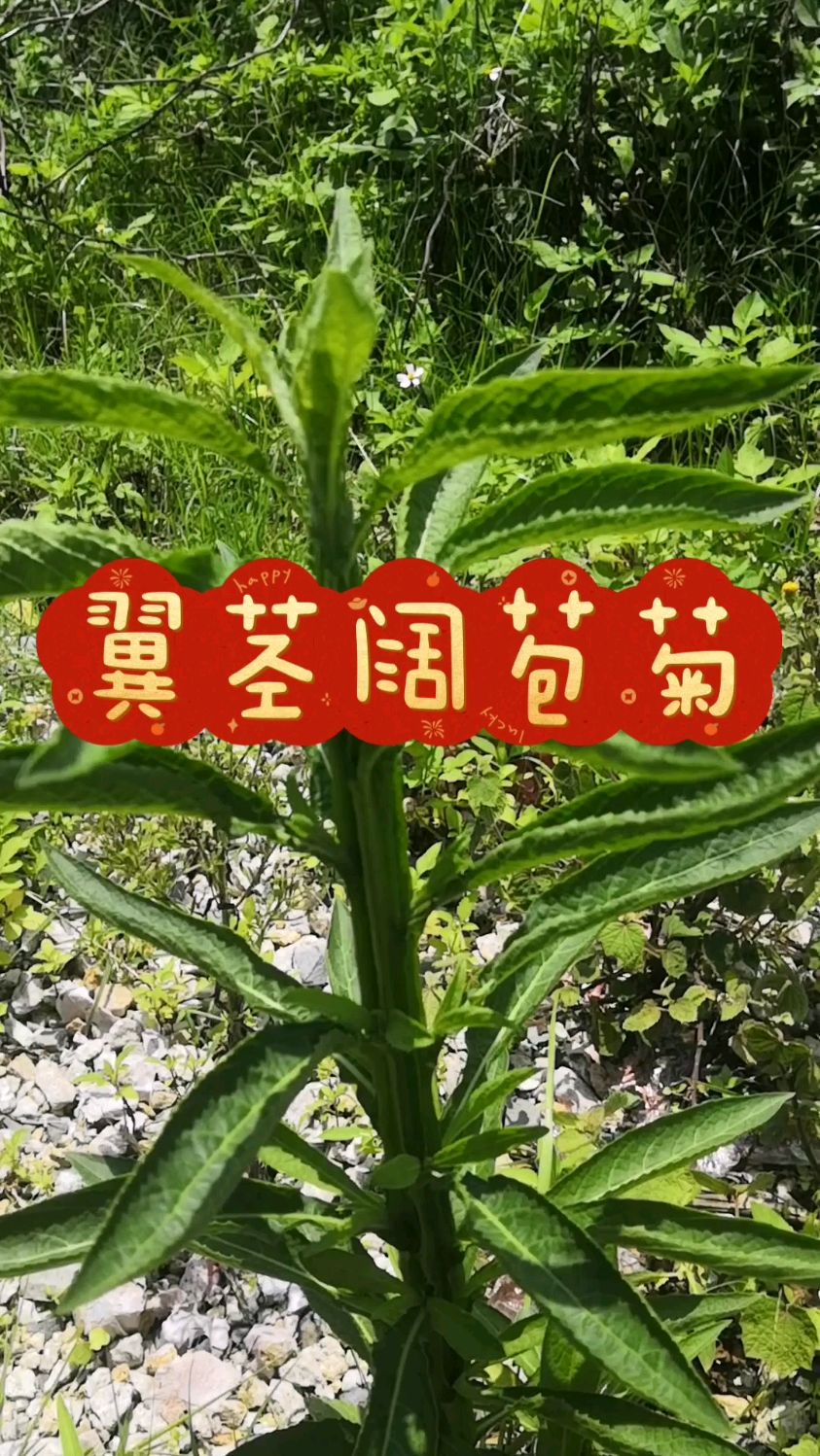 翼茎阔苞菊,长的有点高