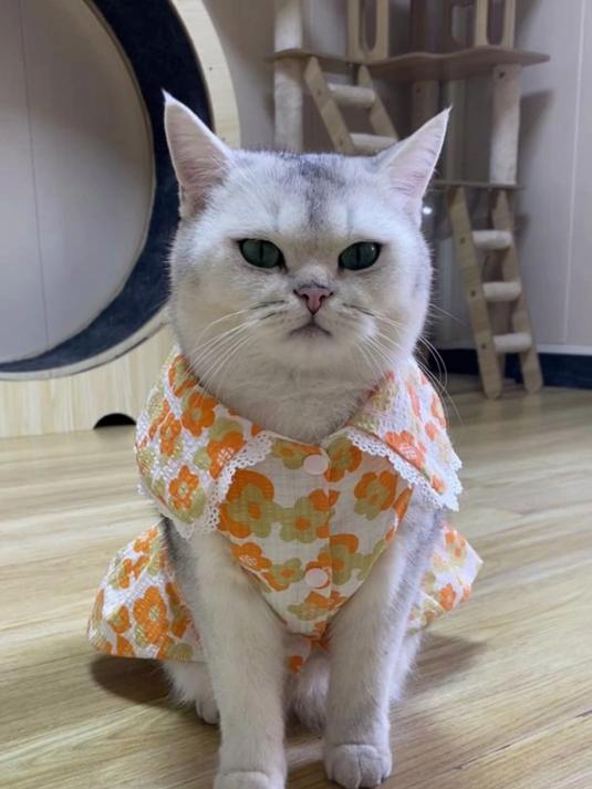 果冻是一只"神奇的猫",耳朵会数数,笑死我了!