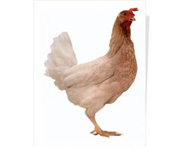 粉壳蛋鸡品种有哪些