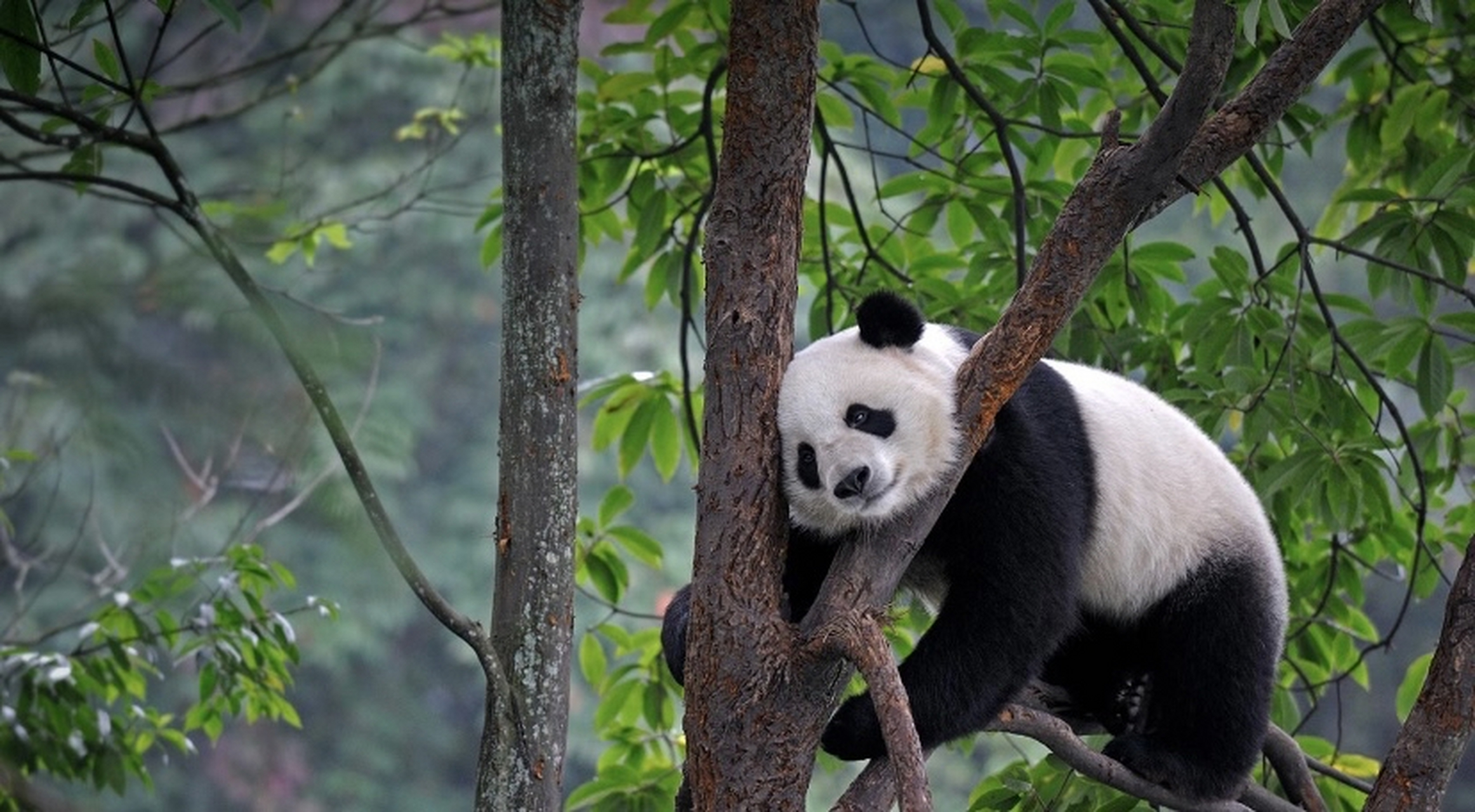 大熊猫(学名:ailuropoda melanoleuca):属于熊科,大熊猫属的哺乳动物
