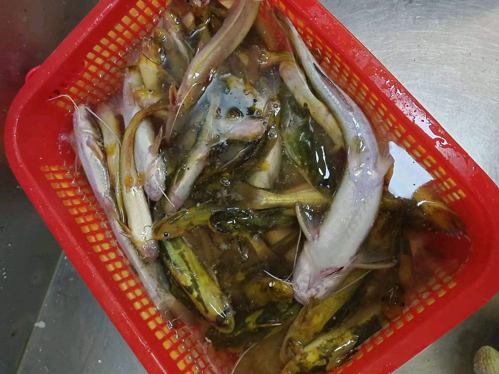 朋友送的5斤黄疯子鱼,一斤奄奄一息了,这种鱼在农村老家不值钱.