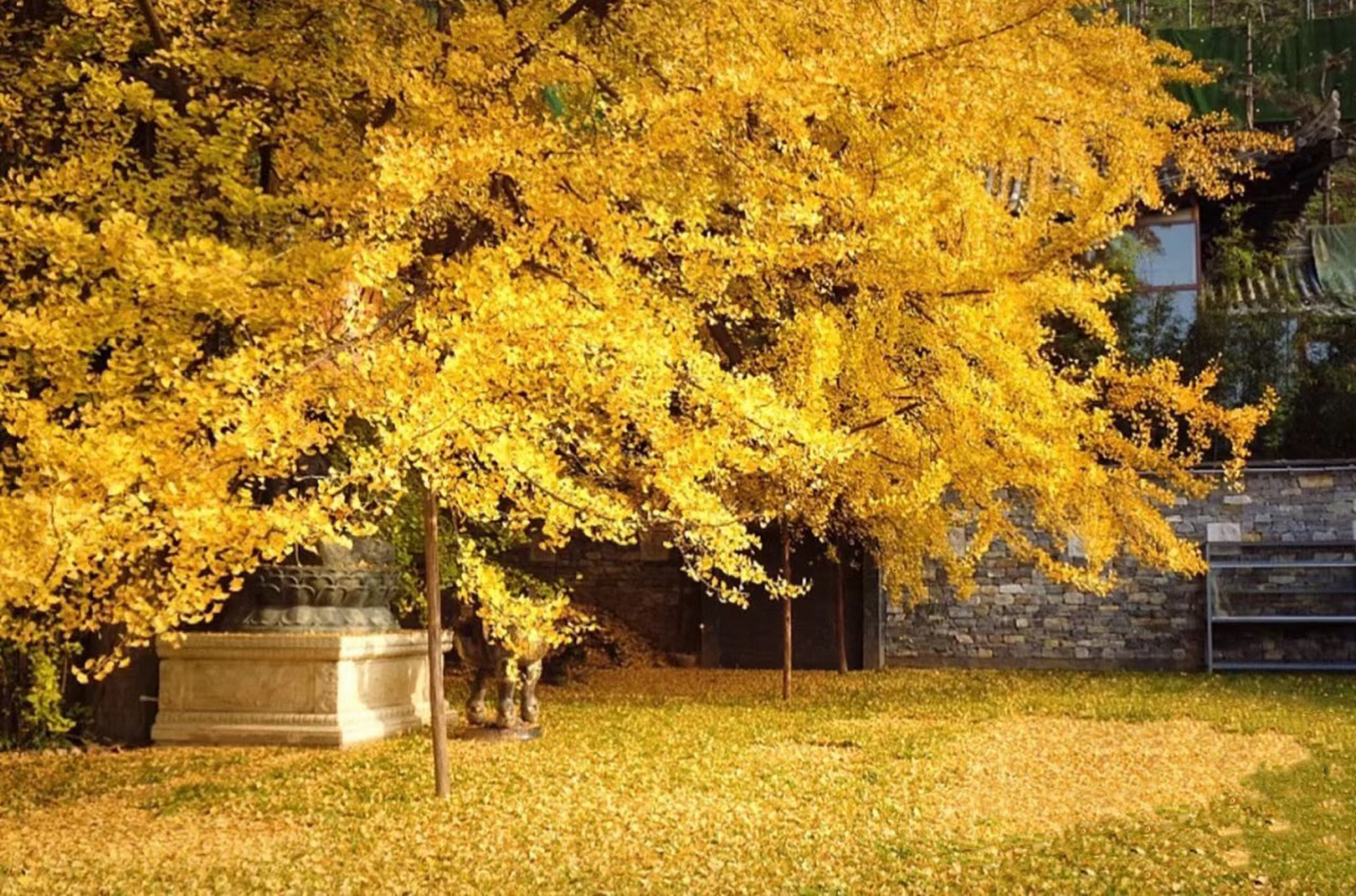 西安古观音禅寺驰名中外,确切的说是因为那一树古银杏树的缘故,经历了