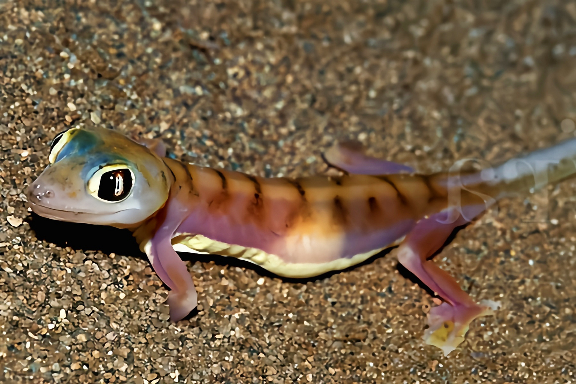 每天认识一种动物——阔趾虎 阔趾虎原产于非洲南部纳米比亚,全长10